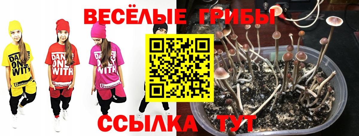 Удомля  Галлюциногенные грибы Psilocybine cubensis  Вход с VPN 